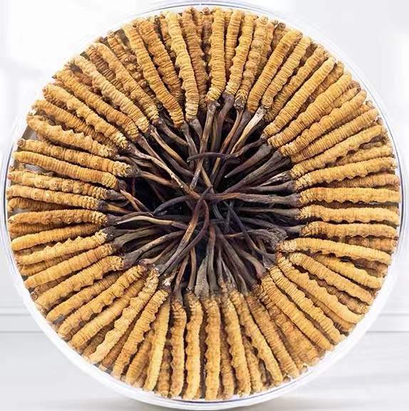 冠县冬虫夏草回收